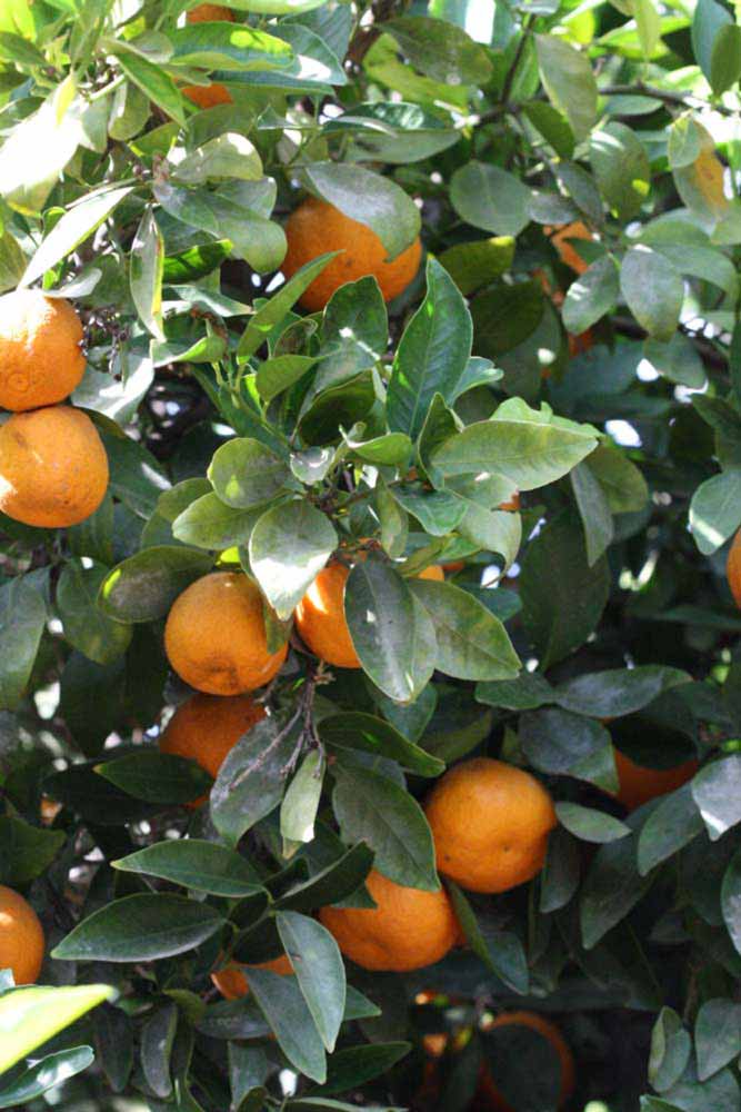            Fruit (Riverside, CA)   